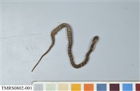 藏品(臺灣鈍頭蛇)的圖片